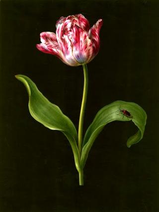 Tulipa (parrot)