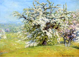 Blooming Meadows