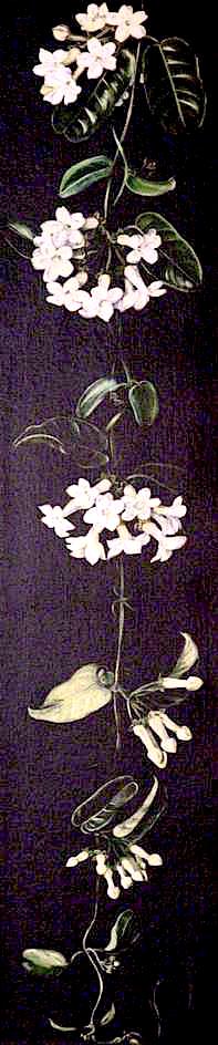 Plant with White Flowers on a Black Background