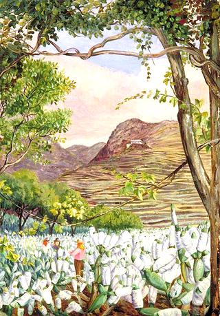 View in the Cochineal Gardens at Santa Cruz, Teneriffe