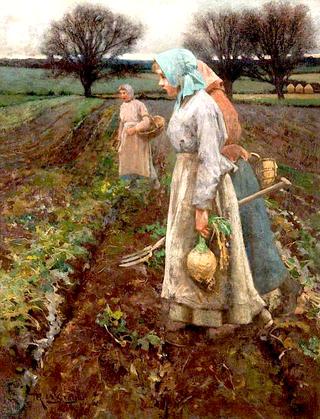 The Turnip Field
