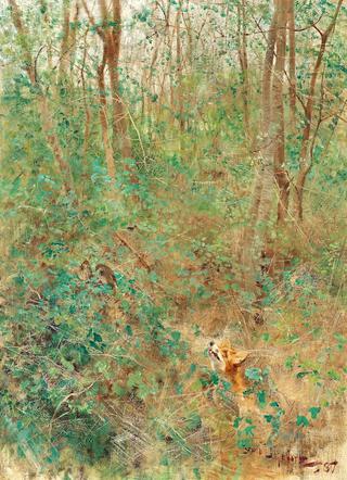 Fox Looking at Birds