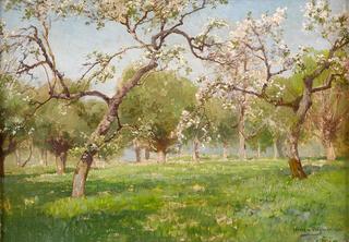 Cherry Blossoms