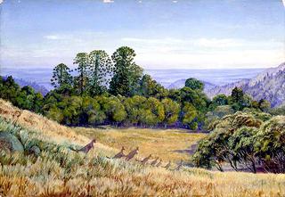 View in the Bunya-Bunya Forest, Queensland, and Kangaroos