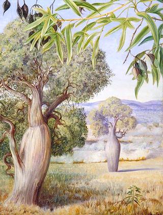 The Bottle Tree of Queensland