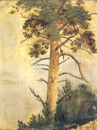 Pine on Rock (study)
