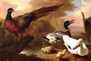 Pheasant and Ducks