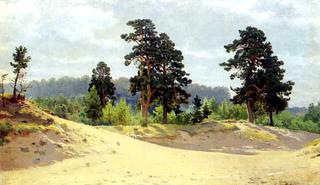 Edge of forest