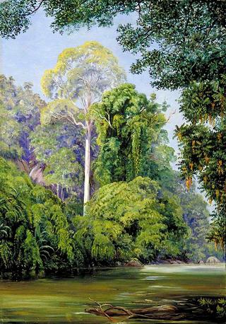 The Tapang-Tree, Sarawak, Borneo