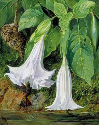 Flowers of Datura and Humming Birds, Brazil