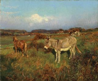 A Pony and Donkeys