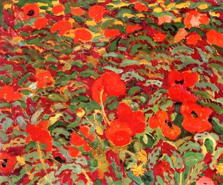 Poppies