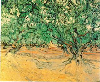 Olive Trees