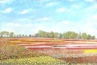 Bulbfields at Newton, Norfolk