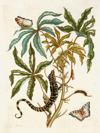 Jatropha Moth, Lizard & Manioc
