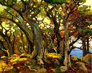 Monterey Cypress