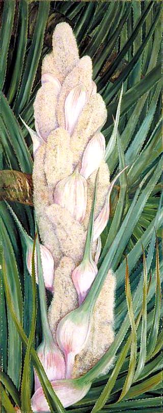 Male Inflorescence and Foliage of a Screw Pine, Natal