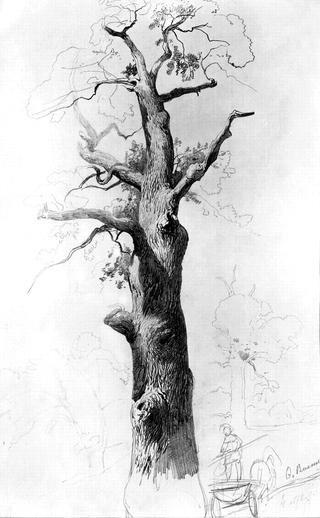 Tree Trunk