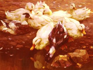 Ducks in the pond
