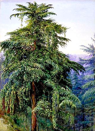 Study of a Deodar in Full Cone and Clothed with a Creeper, near Simla