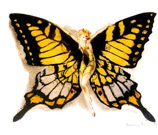 Fluttering Butterfly