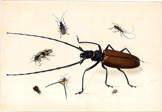 Seven Exotic Beetles