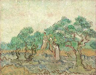 Olive Picking