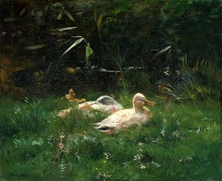 Ducks