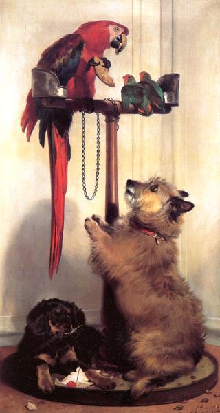 金刚鹦鹉、爱鸟、猎犬和猎犬，属于女王陛下