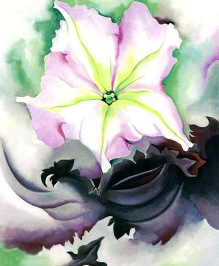 Petunia and Coleus