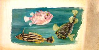 Fishes