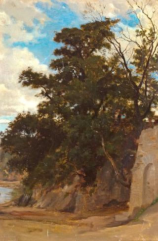 Trees in a Coastal Landscape