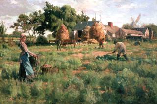 Long Island Potato Patch
