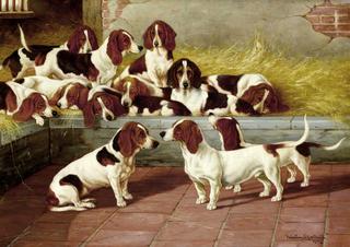 A pack of Basset Hounds