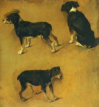 Studies of a Dog