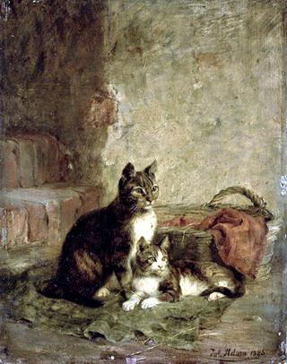 Cats