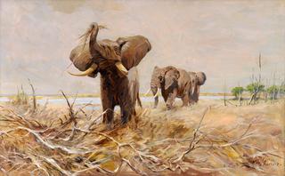 African Elephants