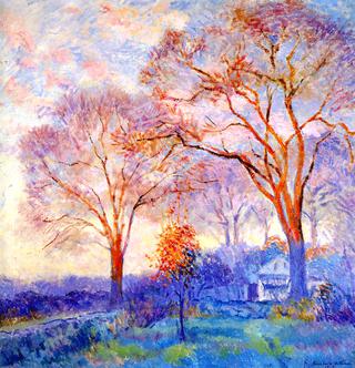 Elms at Sunset