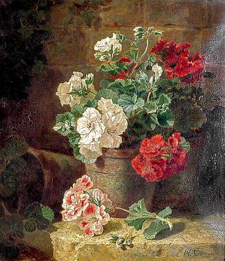 Still Life, Pelargoniums