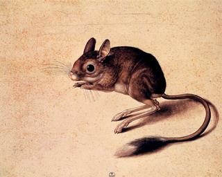 Gerbil