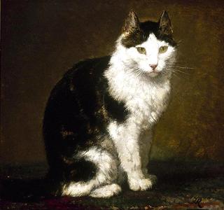 a black and white cat
