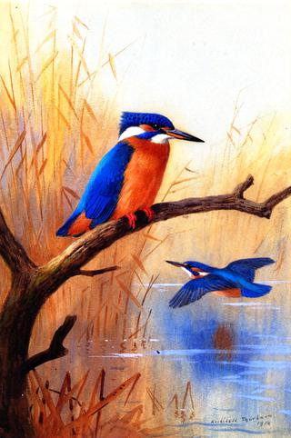 A Pair of Kingfishers