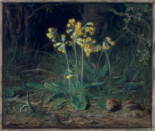 Primroses