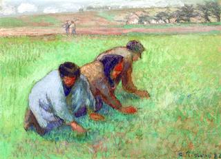 Weeders