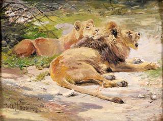 Lions Resting