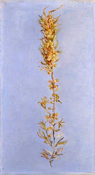 Study of Gulf Weed
