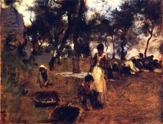 Gathering Olives