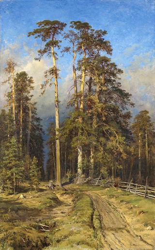 Pine Forest