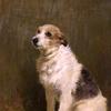 表演犬“皮卢”的肖像