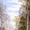 Trees near Fernshaw, Victoria